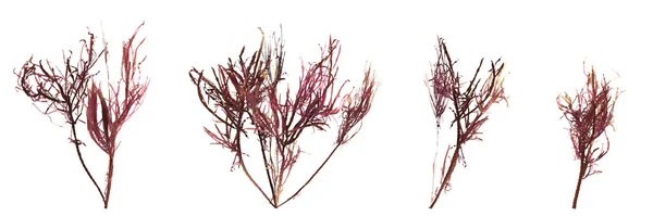 Illustratie Van Set Rode Alg Gracilaria Geïsoleerd Witte Achtergrond Oceaan — Stockfoto