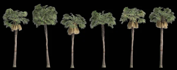 Illustration Set Sabal Palm Tree Isolated Back Background — Stock Photo, Image