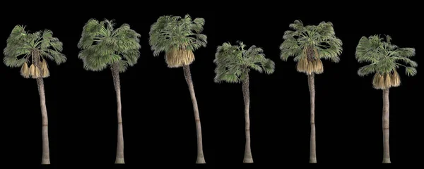 后背孤立的树冠状棕榈树3D图例 — 图库照片