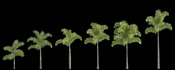 Illustration Set Foxtail Palm Tree Isolated Back Background — Stock Photo, Image