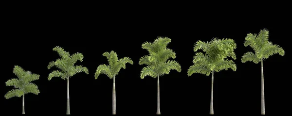 Ilustracja Zestawu Foxtail Palm Wyizolowanych Tylnym Tle — Zdjęcie stockowe