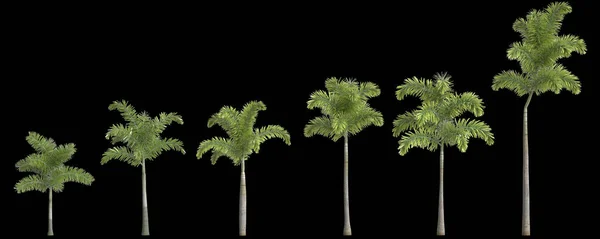 Illustratie Van Set Foxtail Palmboom Geïsoleerd Achtergrond — Stockfoto