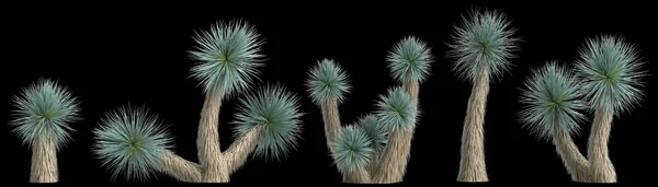 Illustration Uppsättning Yucca Rostrata Växt Isolerad Baksidan Bakgrund — Stockfoto