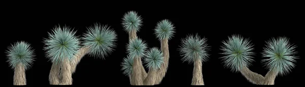 Ілюстрація Рослини Набору Юка Ротрата Ізольовані Задньому Фоні — стокове фото