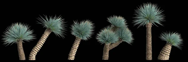 Illustration Der Yucca Rostrata Pflanze Isoliert Auf Der Rückseite — Stockfoto