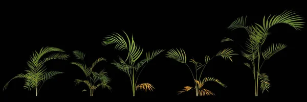 Illustration Une Plante Palmier Areca Isolée Sur Fond Arrière — Photo