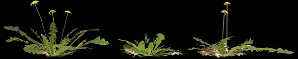 黒の背景に隔離されたセットタンポポの植物の3Dイラスト — ストック写真