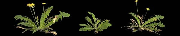 Απεικόνιση Του Συνόλου Των Πικραλίδων Φυτό Απομονώνονται Μαύρο Φόντο — Φωτογραφία Αρχείου