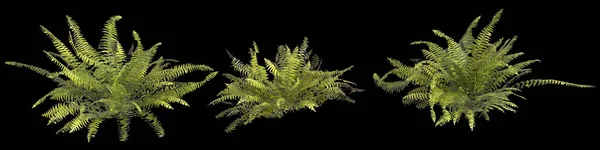 3d illustration of set sword fern plant isolated on black background