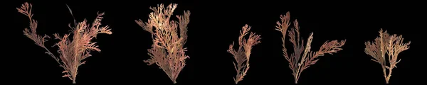 Siyah Zemin Üzerinde Izole Edilmiş Callophyllis Deniz Yosununun Çizimi — Stok fotoğraf