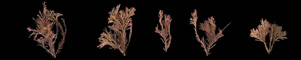 Απεικόνιση Του Συνόλου Callophyllis Φύκια Που Απομονώνονται Μαύρο Φόντο — Φωτογραφία Αρχείου
