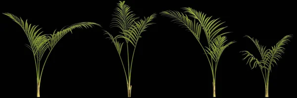 Illustration Une Plante Palmier Kentia Isolée Sur Fond Noir — Photo