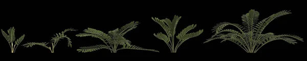 从黑色背景分离出来的杜鹃属植物的三维图解 — 图库照片