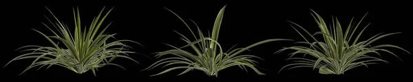 Illustration Une Plante Agave Bracteosa Isolée Sur Fond Noir — Photo