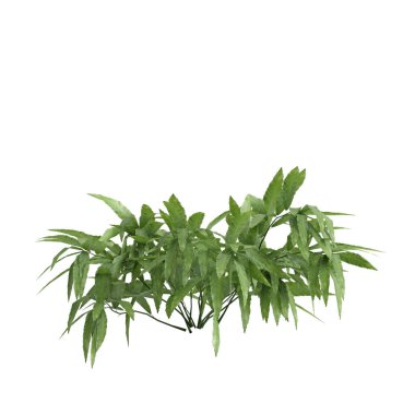 3d illustration of fern bush isolated on white background clipart