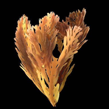 Kara arka planda izole edilmiş daha büyük boynuz kırıntılarının 3 boyutlu çizimi, okyanus canlıları