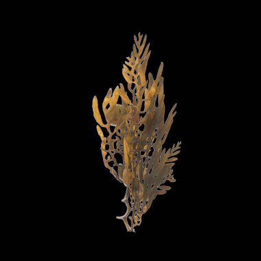 Siyah arka planda izole edilmiş üç boyutlu yosun çizimi, okyanus canlıları.