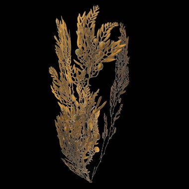 Siyah arka planda izole edilmiş üç boyutlu yosun çizimi, okyanus canlıları.