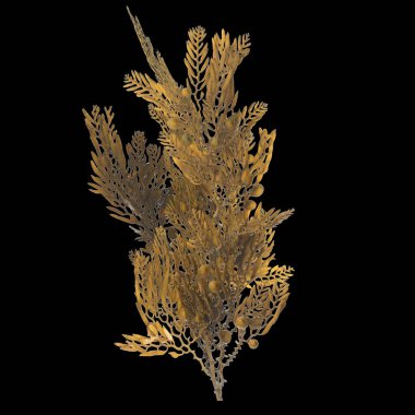 Siyah arka planda izole edilmiş üç boyutlu yosun çizimi, okyanus canlıları.