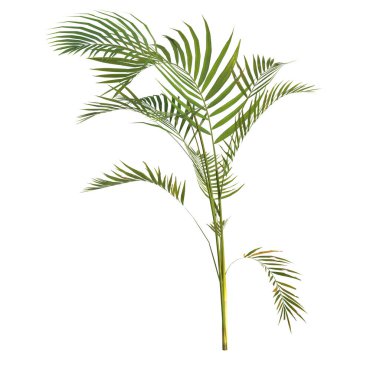 Areca palmiye bitkisinin beyaz arkaplanda izole edilmiş 3d çizimi