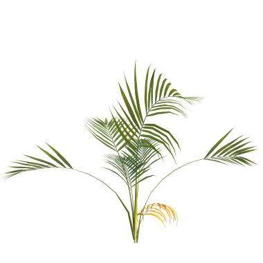 Areca palmiye bitkisinin beyaz arkaplanda izole edilmiş 3d çizimi