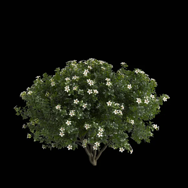 Ilustración Gardenia Augusta Arbusto Aislado Sobre Fondo Negro —  Fotos de Stock
