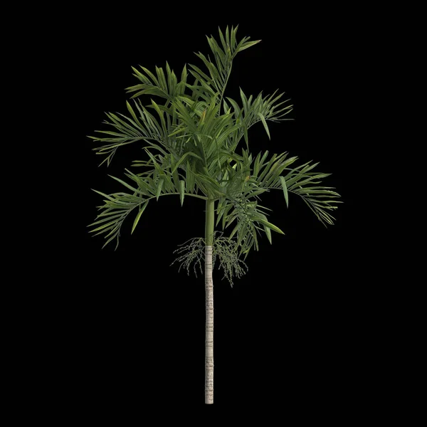 黑色背景下分离的白内障棕榈的3D图例 — 图库照片