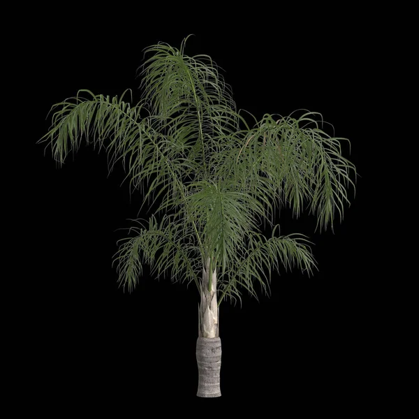 从黑色背景分离出的番石榴罗摩佐芬棕榈的3D图例 — 图库照片