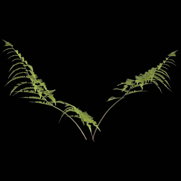 Illustration Der Farnpflanze Farnblatt Isoliert Auf Schwarzem Hintergrund — Stockfoto