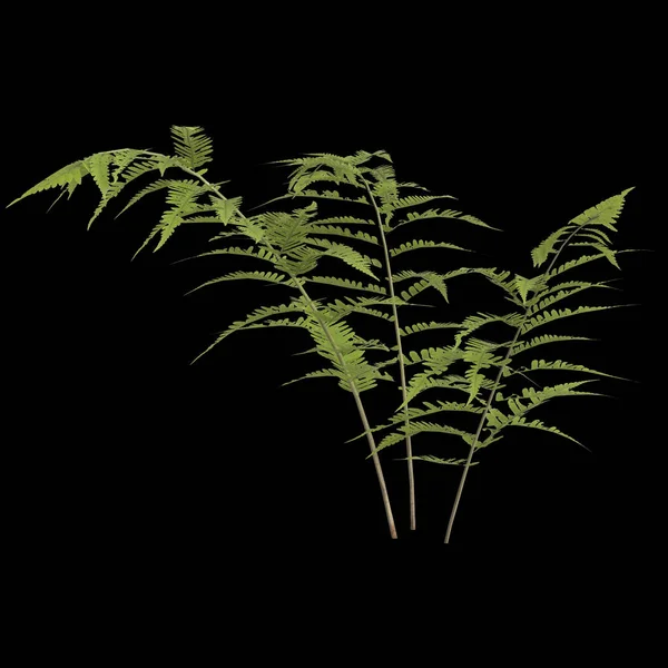 蕨类植物3D图片说明 蕨叶在黑色背景上分离 — 图库照片