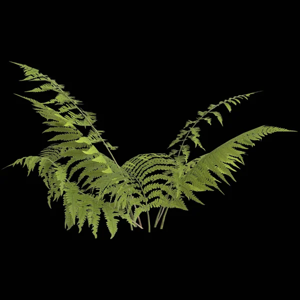 Illusztráció Páfránynövény Páfránylevél Elszigetelt Fekete Alapon — Stock Fotó