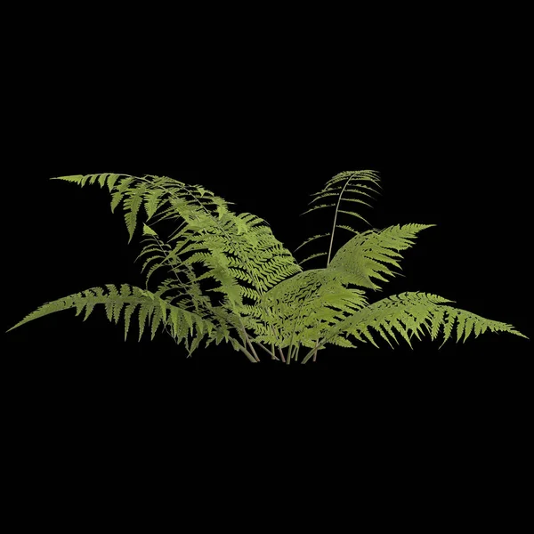 Eğreltiotu Bitkisinin Boyutlu Çizimi Eğreltiotu Yaprağı Siyah Arkaplanda Izole — Stok fotoğraf