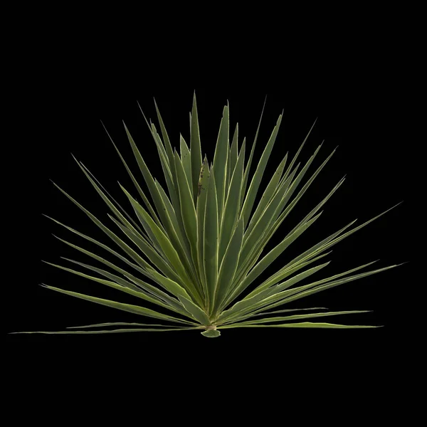 Ilustrace Rostliny Yucca Izolované Černém Pozadí — Stock fotografie