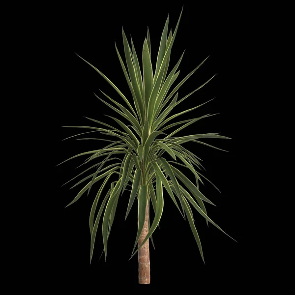 Darstellung Der Yucca Pflanze Isoliert Auf Schwarzem Hintergrund — Stockfoto