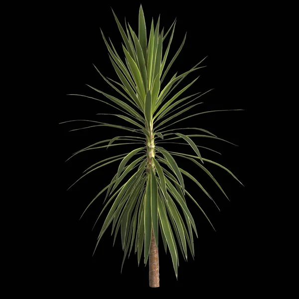 Illustration Une Plante Yucca Isolée Sur Fond Noir — Photo