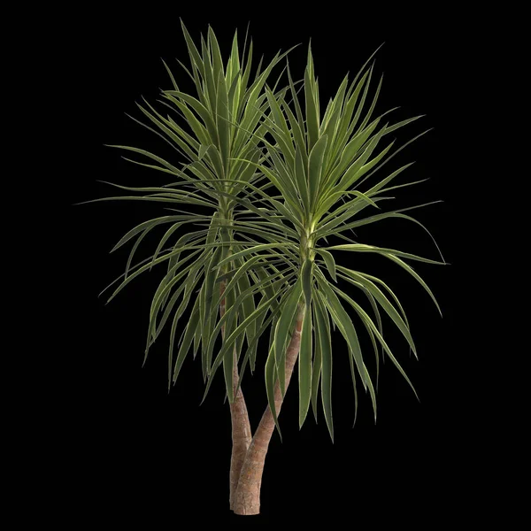 在黑色背景上分离的丝兰植物3D图解 — 图库照片