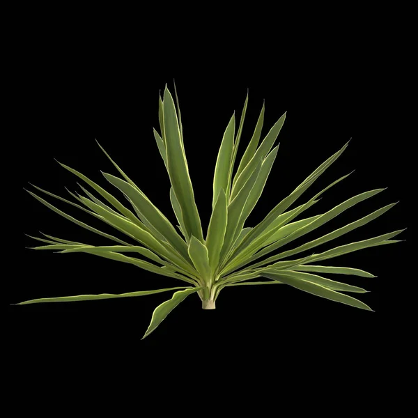 Illustration Une Plante Yucca Isolée Sur Fond Noir — Photo