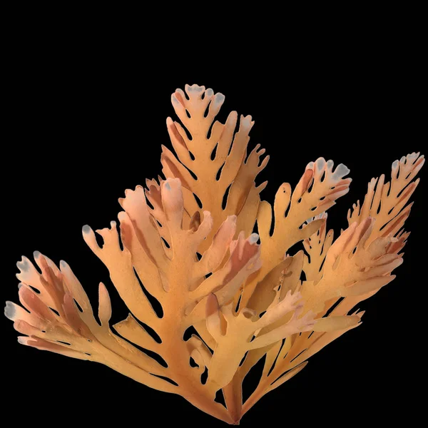 3d illustration of greater hornwrack isolated on black background, ocean creatures