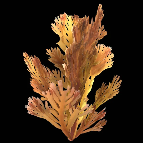 3d illustration of greater hornwrack isolated on black background, ocean creatures