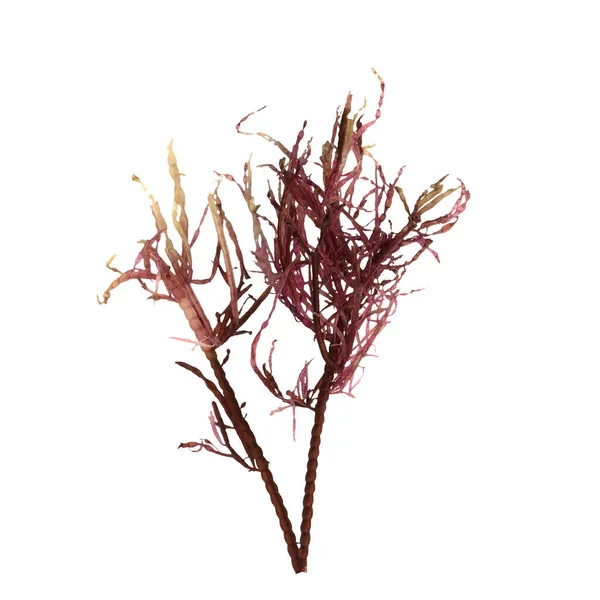 3d illustration of red alga gracilaria isolated on white background, ocean creatures