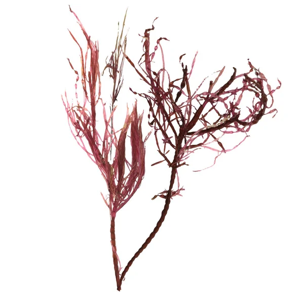 Απεικόνιση Του Κόκκινου Άλγας Gracilaria Απομονώνονται Λευκό Φόντο Πλάσματα Του — Φωτογραφία Αρχείου
