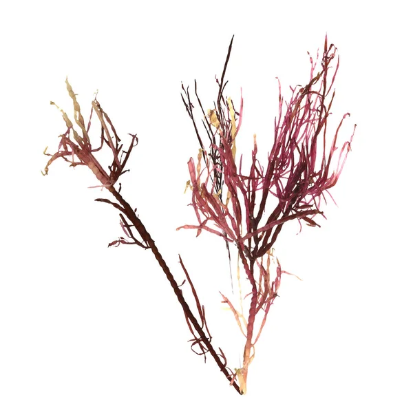 3D在白色背景上孤立的红藻 海洋生物的图解 — 图库照片
