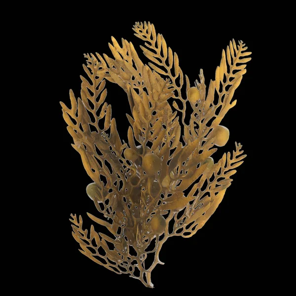 3d illustration of sargassum isolated on black background, ocean creatures