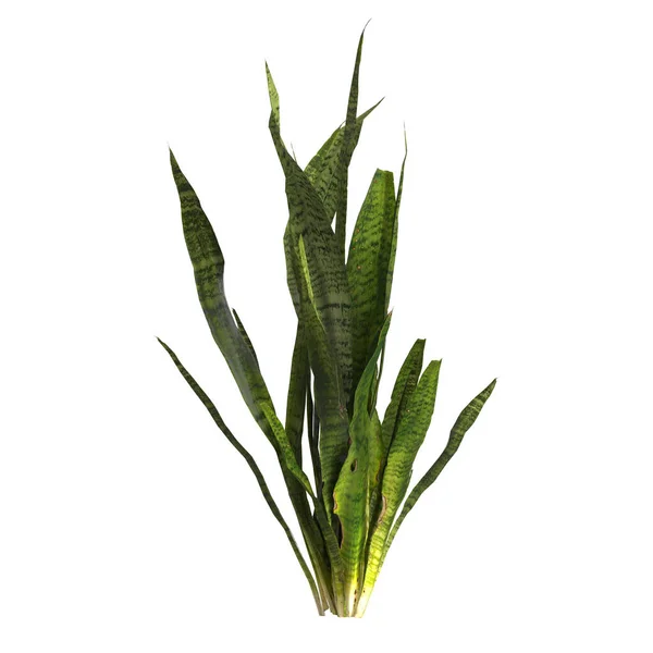 Illustration Der Pflanze Dracaena Trifasciata Isoliert Auf Weißem Hintergrund — Stockfoto