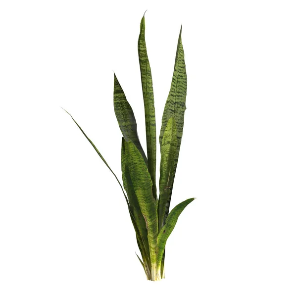 白色背景下分离出的三棘龙科植物3D图例 — 图库照片