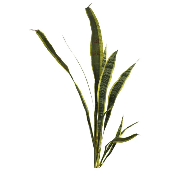 白色背景下分离出的三棘龙科植物3D图例 — 图库照片