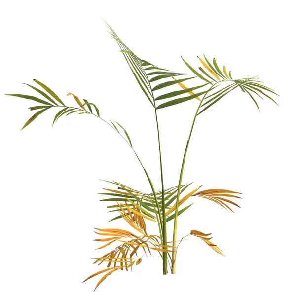 Ilustração Palmeira Areca Isolada Sobre Fundo Branco — Fotografia de Stock