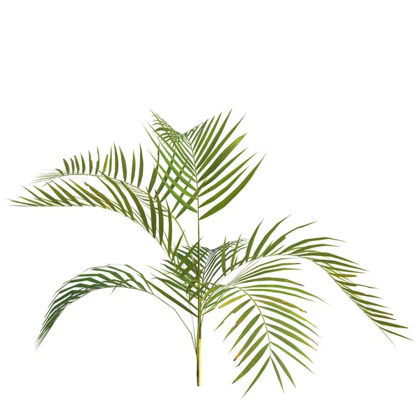 Illusztráció Areca Pálma Növény Elszigetelt Fehér Alapon — Stock Fotó