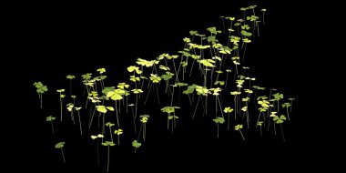 Siyah arka planda izole edilmiş üç boyutlu yonca çalılığı insan görüşü.