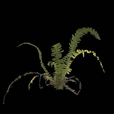 Eğrelti otunun siyah arkaplanda izole edilmiş 3D çizimi